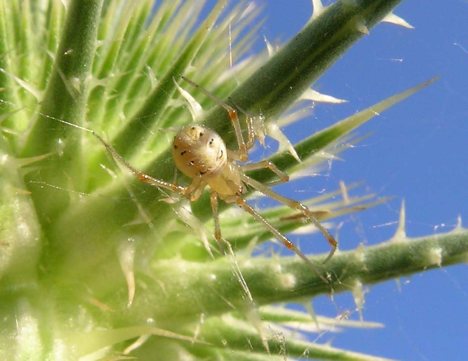 Philodromus sp.; Enoplognatha sp.; Phylloneta sp.